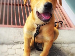 Bağlıca Mah. Labrador ilanları