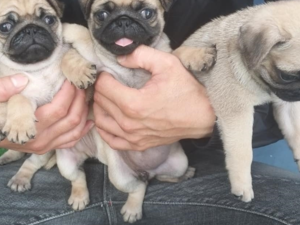 Pug yaş 0-3 Aylık Altınkum Mah.