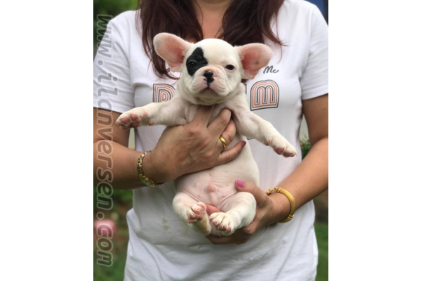 Fevzi Çakmak Mah. köpek fiyatları
