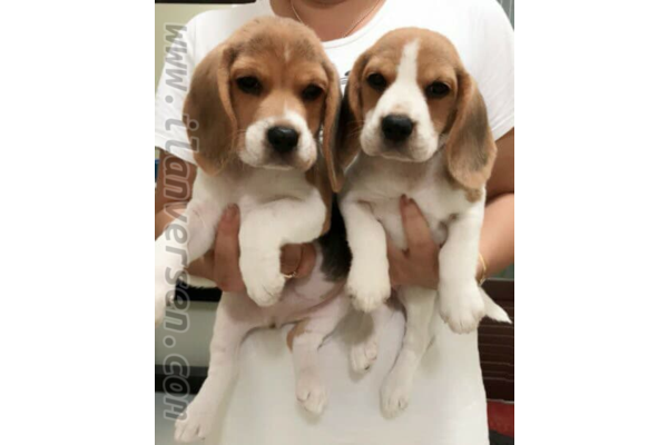 Altınkum Mah. köpek ilanı ver