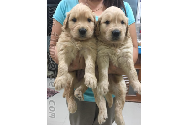 Altınkum Mah. köpek ilanı ver