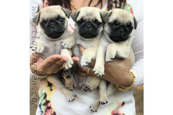 köpek Pug fiyatları