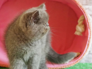 Çengelköy Mah. kedi ilanı ver