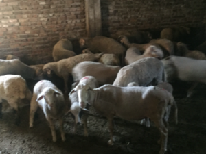 kurbanlık koyun Kabakdere Köyü hayvanlar fiyatları