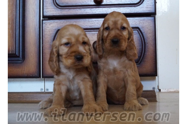 Altınkum Mah. köpek ilanı ver