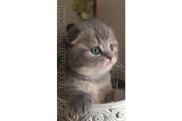 Scottish fold ilanları