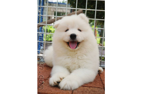 Samoyed 1 TL Fevzi Çakmak Mah.