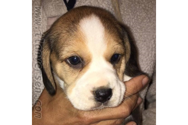 Altınkum Mah. Beagle ilanları