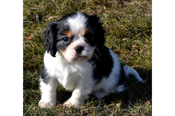 Cavalier king Charles yaş 0-3 Aylık Altınkum Mah.