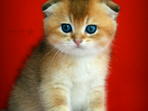Scottish fold Mevlanakapı Mah.