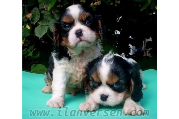 Cavalier king Charles Dişi ve Erkek Altınkum Mah.