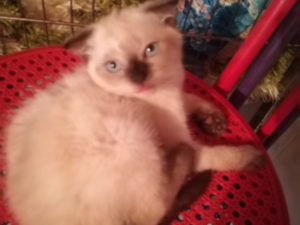 Scottish fold ilanları