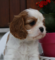 Cavalier king Charles köpek Esenler