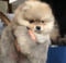 Pomeranian Sahibinden 1 TL