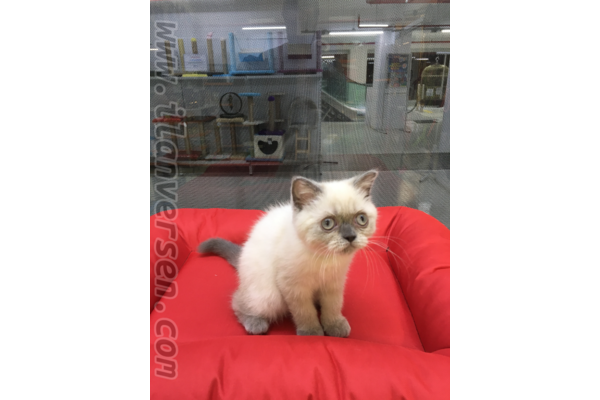 Balat Mah. kedi ilanı