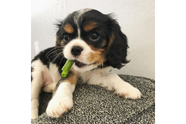Altınkum Mah. köpek ilanı