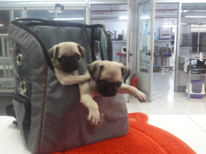 Pug Balat Mah.