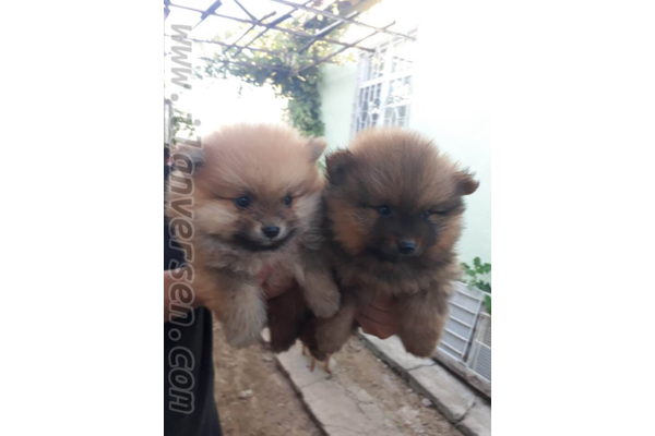 Şifa Mah. köpek ilanı ver
