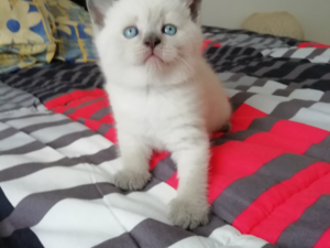 British shorthair 0-3 Aylık Esentepe Mah.
