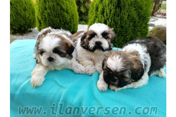Shih-Tzu Sahibinden 1 TL