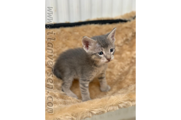 Kozyatağı Mah. kedi ilanı