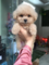 Poodle yaş 0-3 Aylık Fevzi Çakmak Mah.