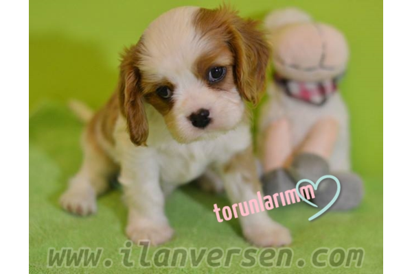 Cavalier king Charles 1 TL Fevzi Çakmak Mah.