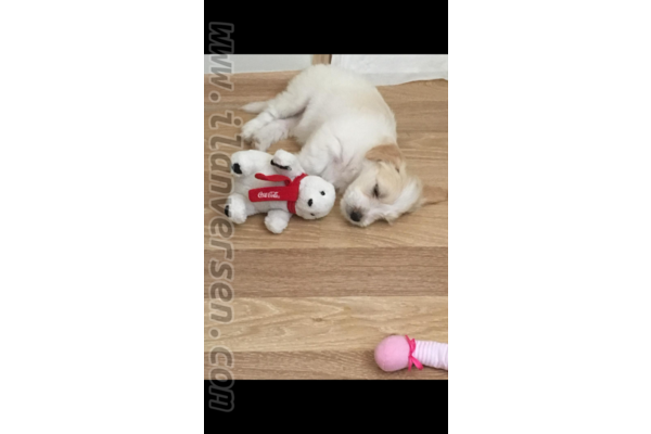 Kaynarca Mah. Maltese terrier ilanları