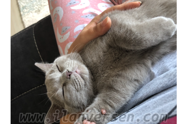 Erkek kedi Kavaklı Mah.