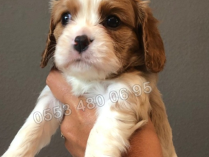köpek ilanlari Altıparmak Mah.