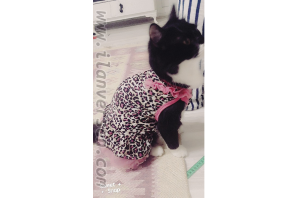 Diğer kedi ırkı Dişi kedi