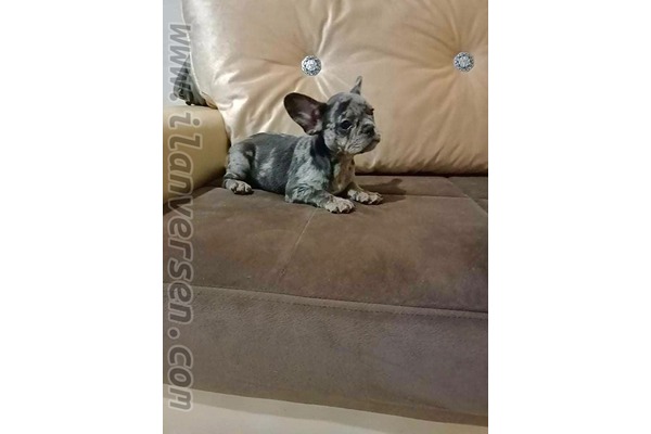 EXOTİC FRENCH BULLDOG YAVRULARI
