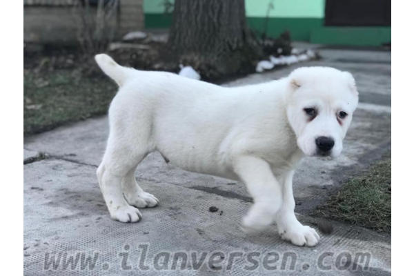 Çamkule Mah. köpek ilanı ver