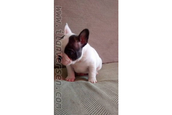 French bulldog Dişi ve Erkek köpek