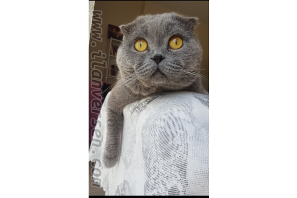 Erkek kedi Orhantepe Mah.