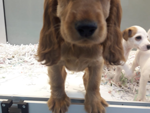 Balat Mah. köpek ilanları
