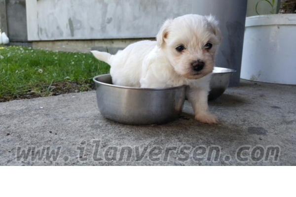 Malta terrier Dişi ve Erkek Bereketler Mah.