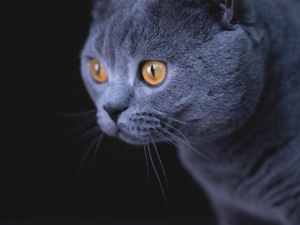 Dişi ve Erkek kedi Çayyolu Mah.