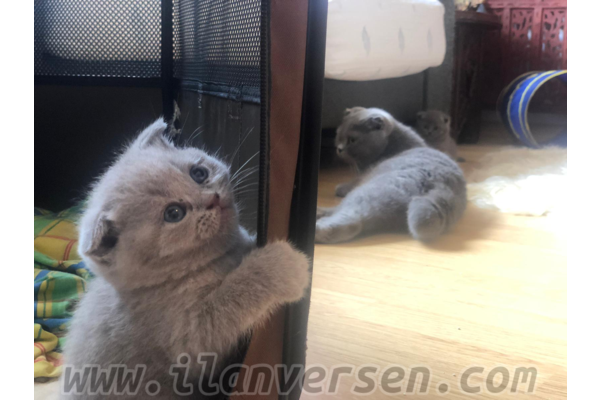Marmara Mah. kedi ilanı ver
