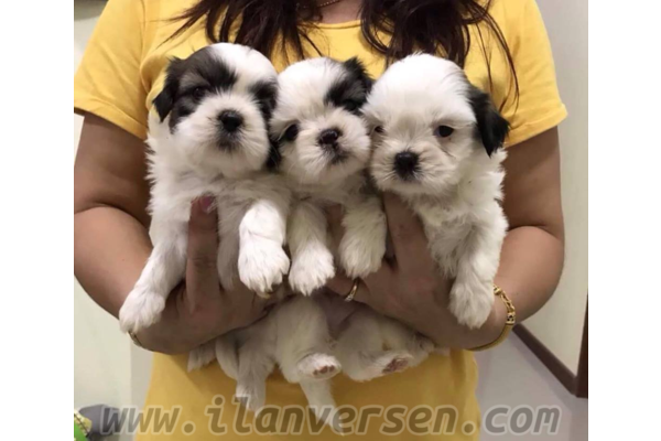 köpek Shih-Tzu fiyatları