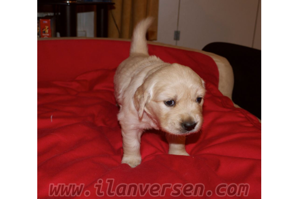 Golden retriever Sahibinden Altınkum Mah.