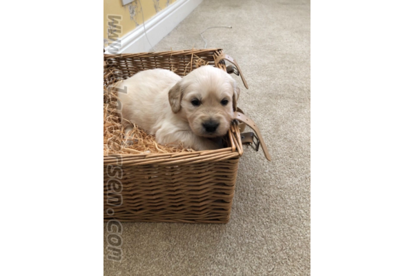 Golden retriever Ergene Mah.