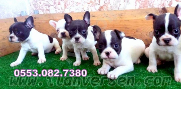 French bulldog yaş 0-3 Aylık Gürpınar Mah.