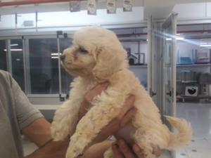 Maltese terrier Erkek Balat Mah.