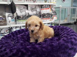 Poodle 1 TL Balat Mah.