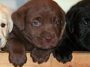 Cami Mah. Labrador ilanları
