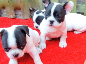 Işıklar Mah. köpek ilanları