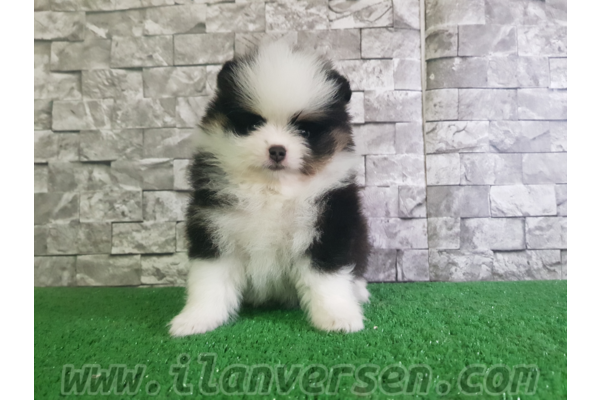 köpek Pomeranian fiyatları