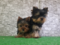 Çengelköy Mah. Yorkshire terrier ilanları