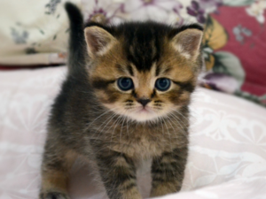 Mevlanakapı Mah. kedi ilanı ver